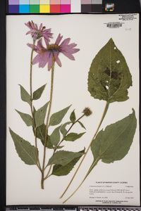 Echinacea purpurea image