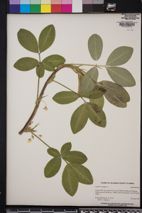 Arachis hypogaea image