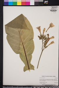 Nicotiana tabacum image