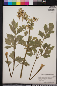 Apium graveolens image