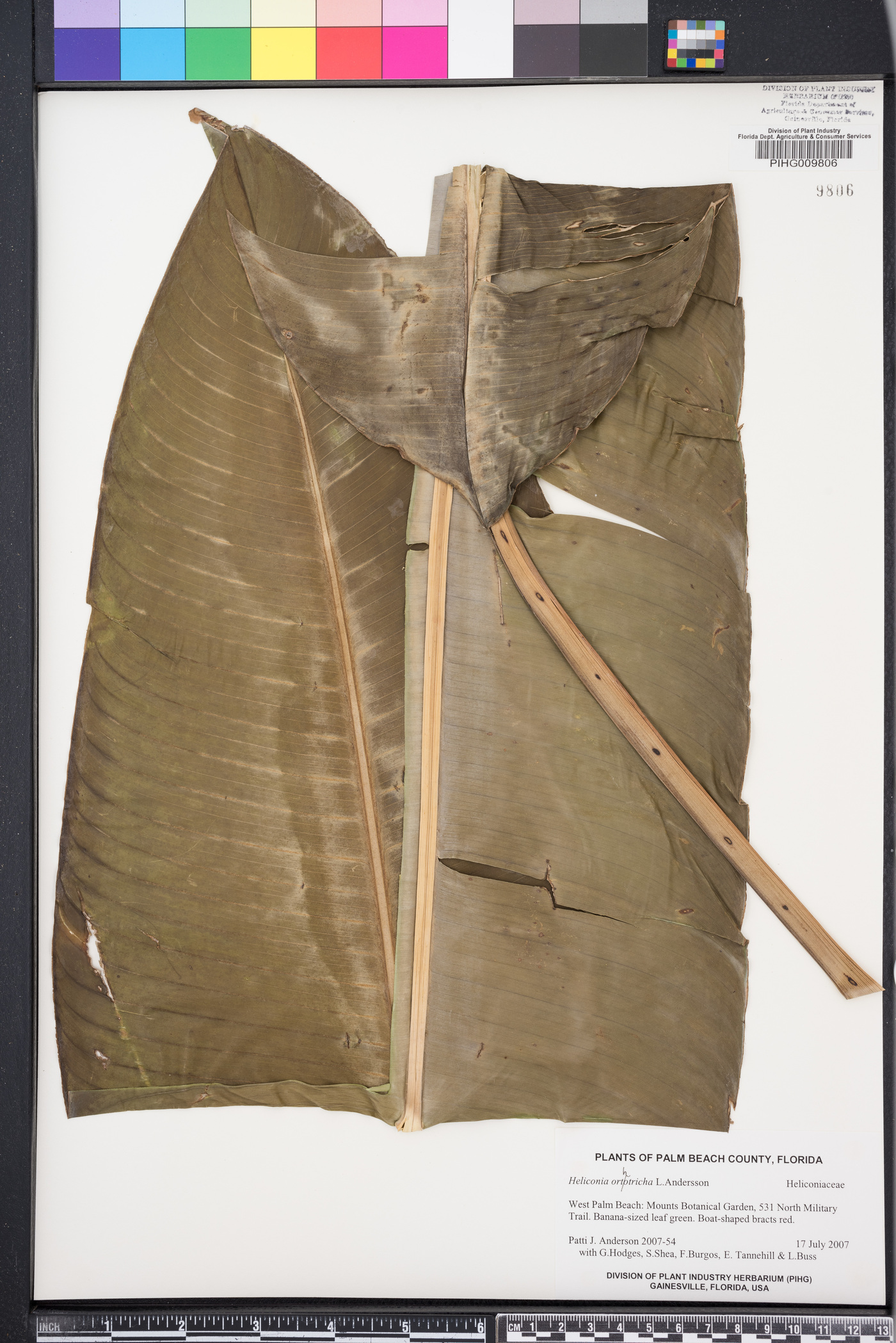 Heliconia orthotricha image