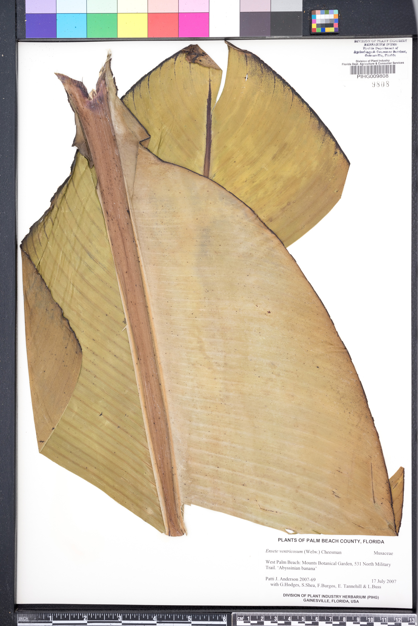 Ensete ventricosum image