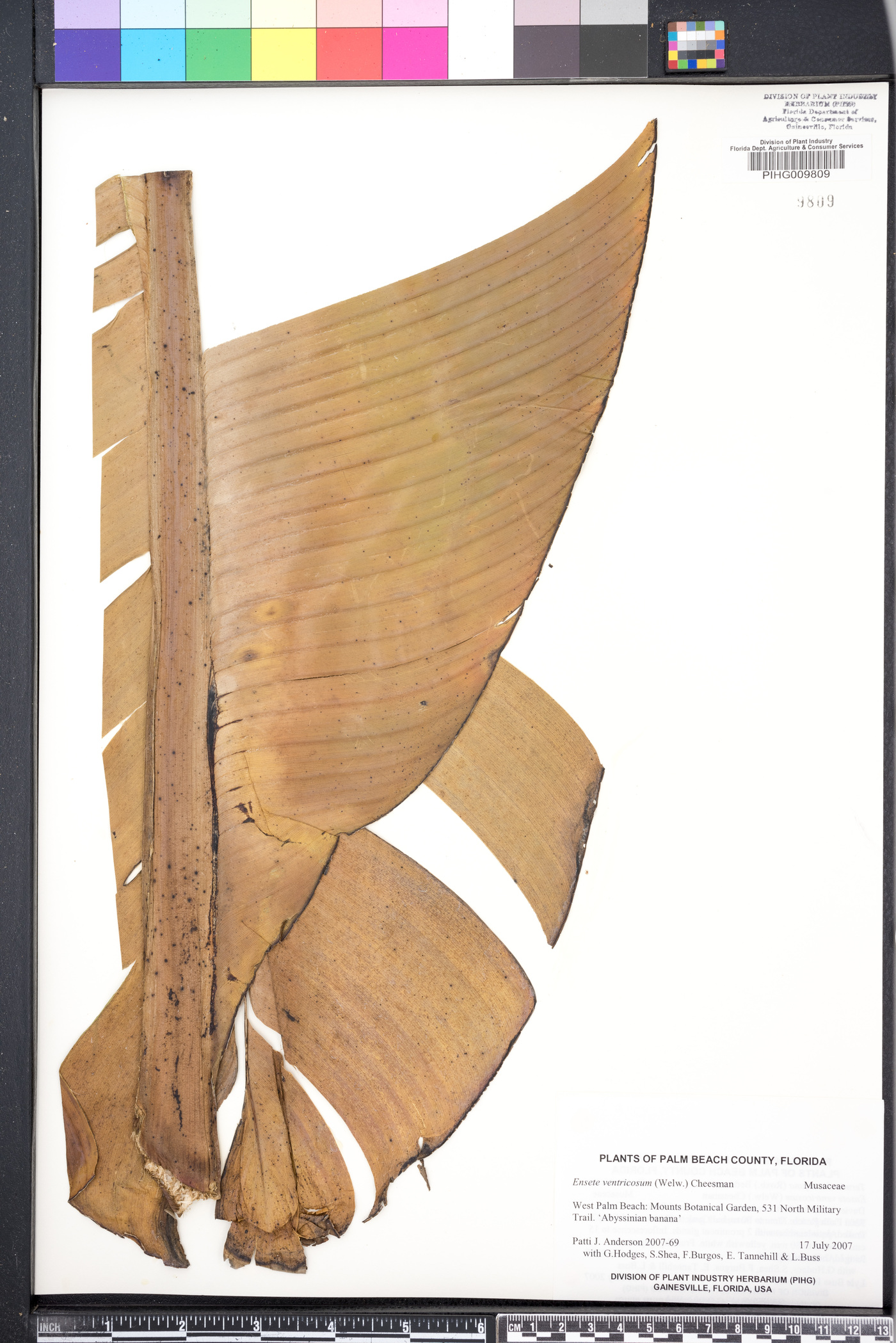 Ensete ventricosum image