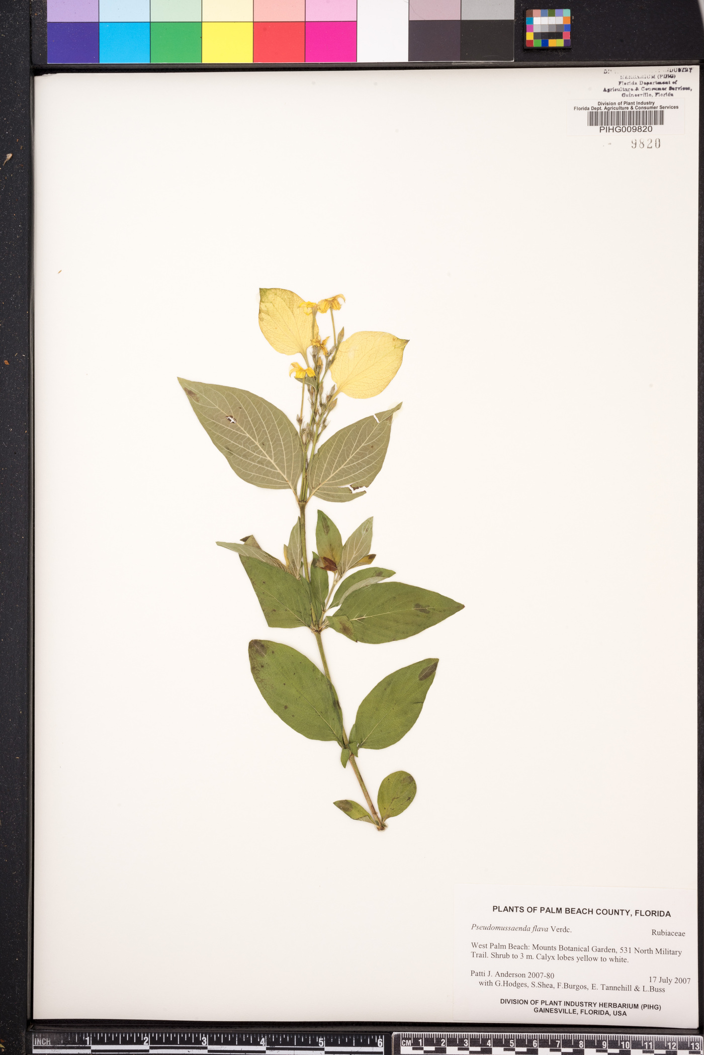 Pseudomussaenda flava image
