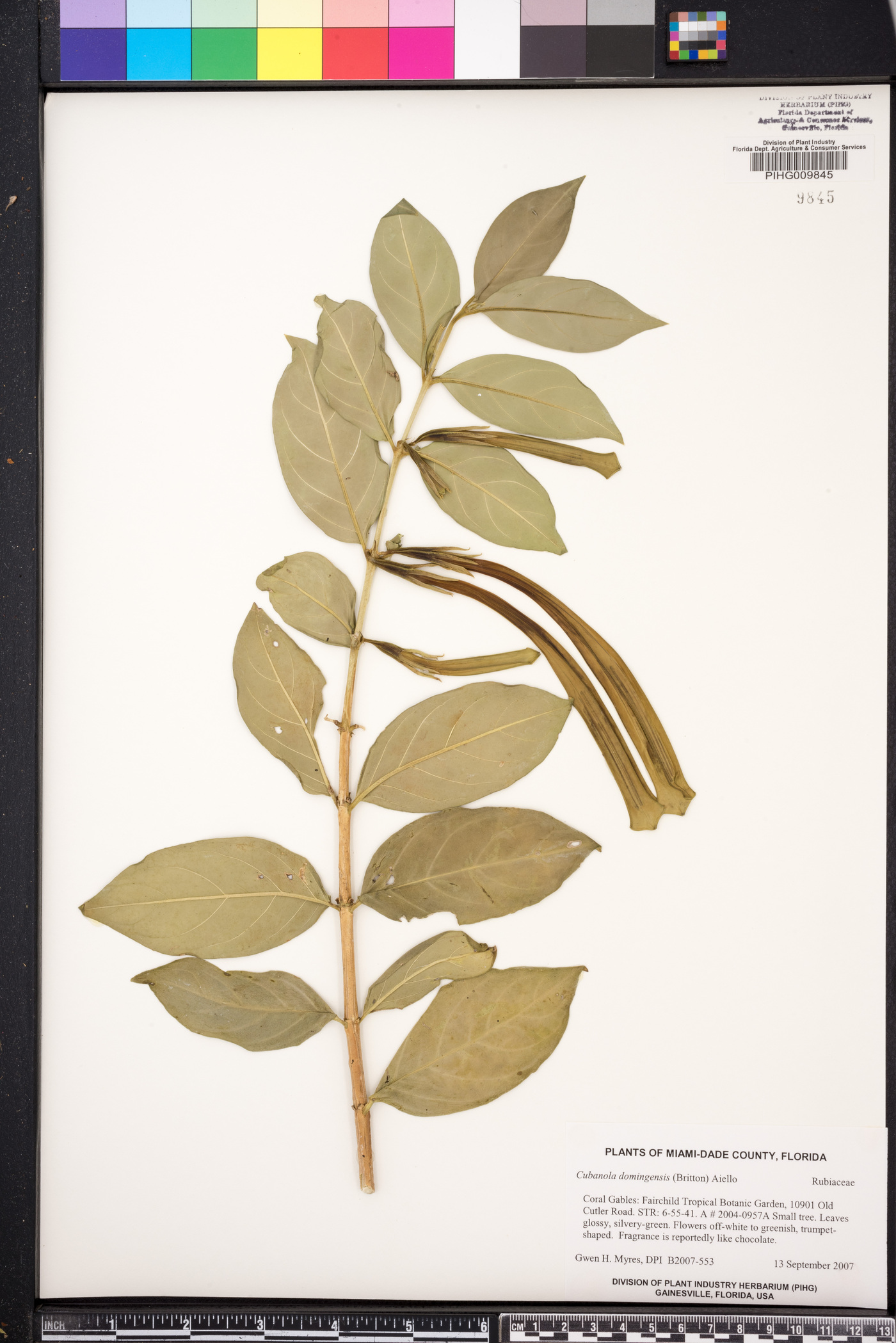 Cubanola domingensis image