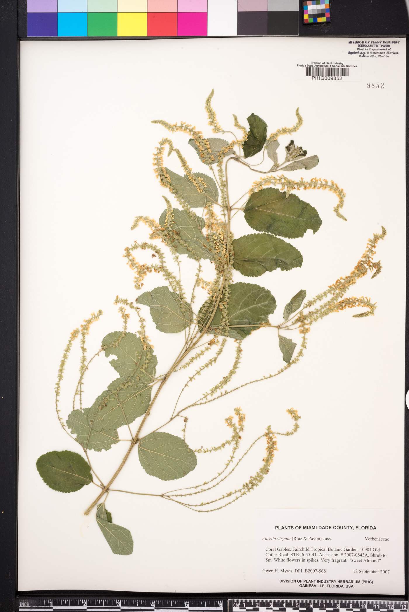 Aloysia virgata image