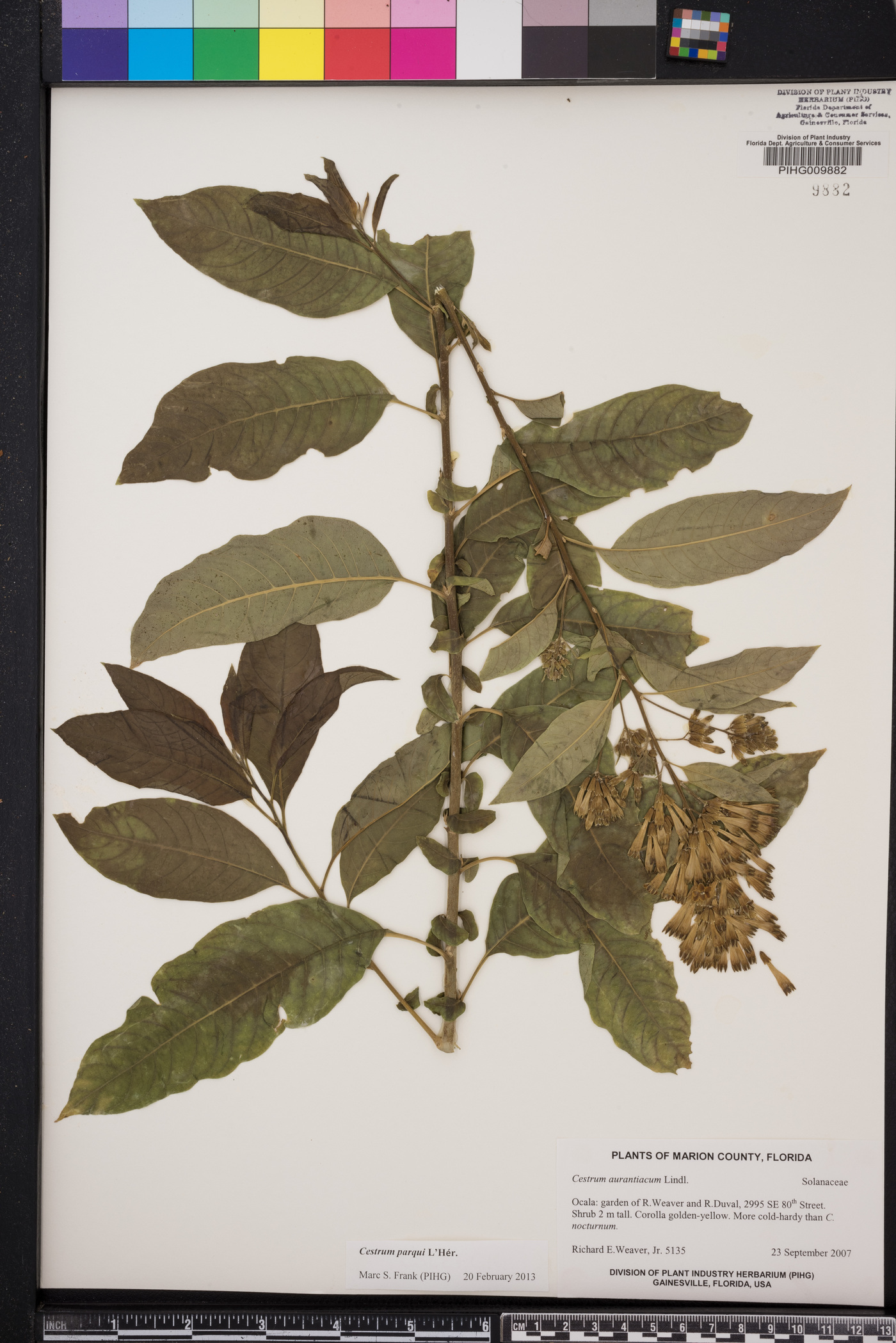 Cestrum aurantiacum image