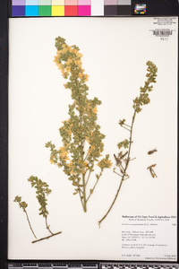 Genista monspessulana image