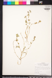 Medicago minima image