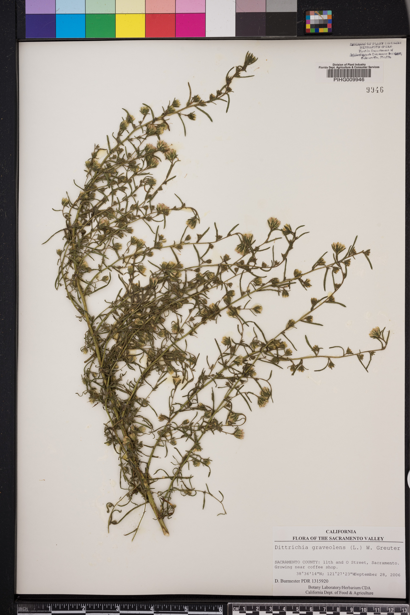 Dittrichia graveolens image