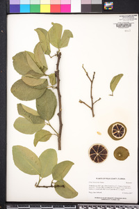 Citrus aurantiifolia image