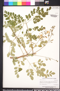 Moringa oleifera image