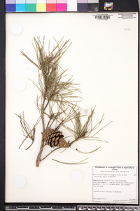 Pinus clausa image