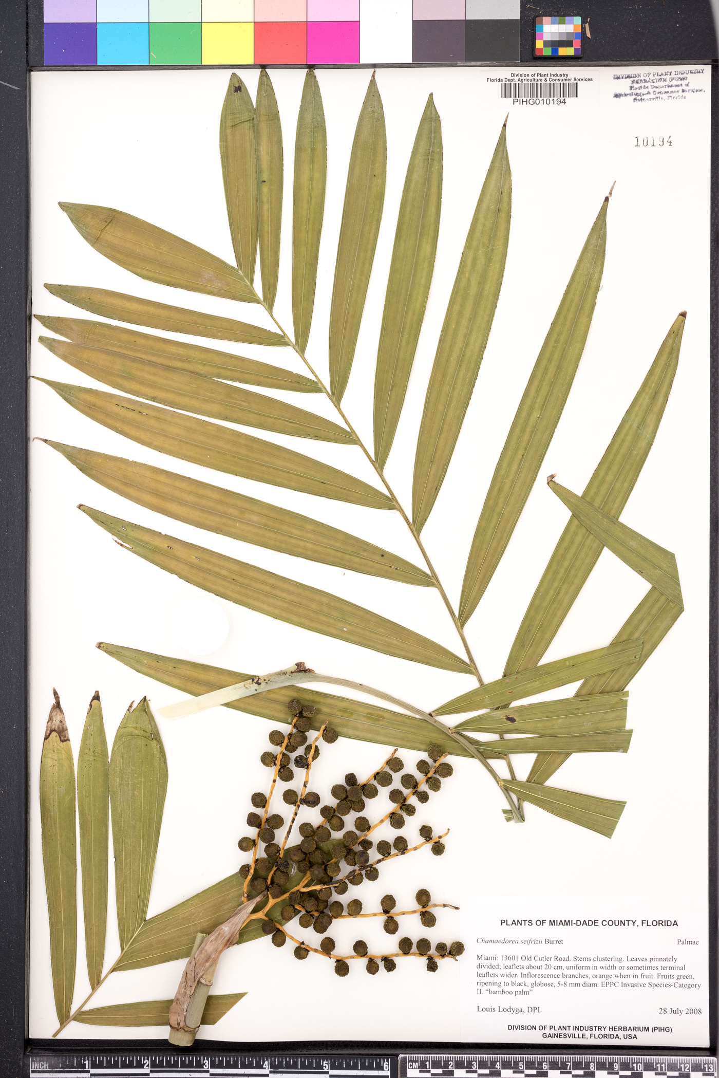 Chamaedorea seifrizii image