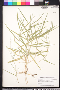 Panicum repens image