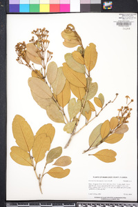 Heteropterys chrysophylla image