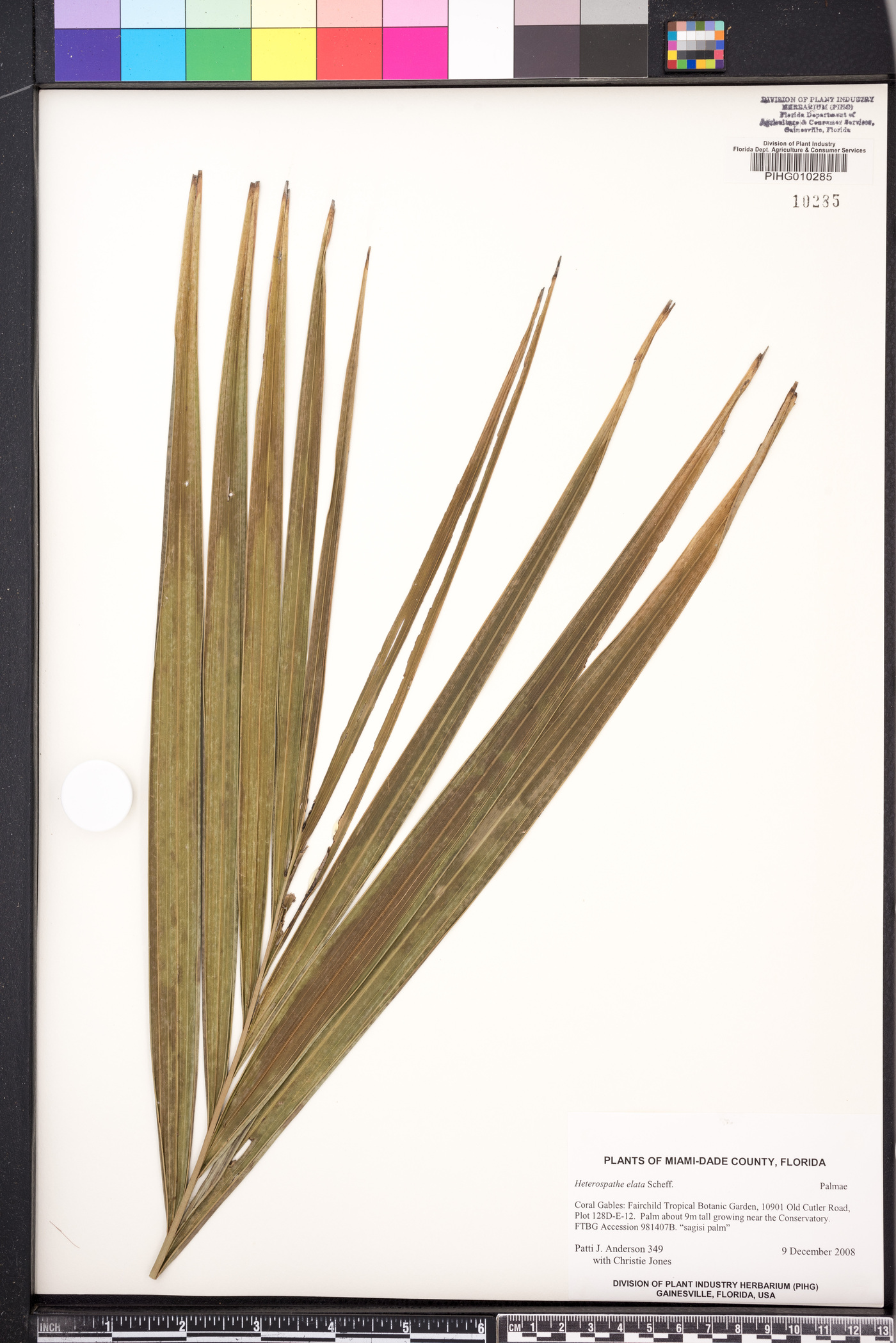 Heterospathe elata image