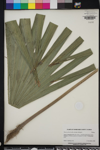 Thrinax radiata image