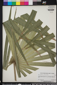 Thrinax radiata image