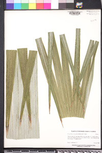 Coccothrinax miraguama image