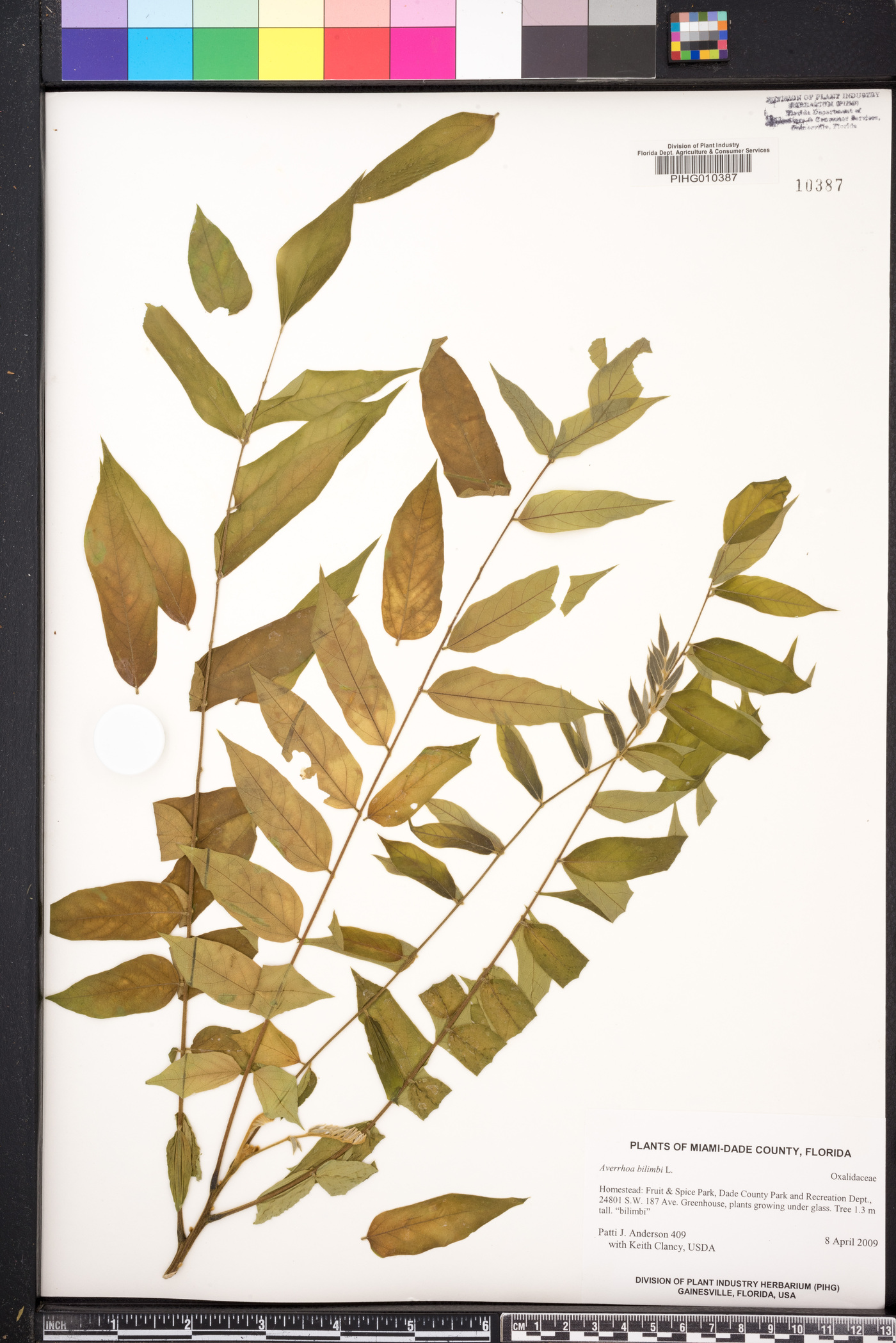 Averrhoa bilimbi image