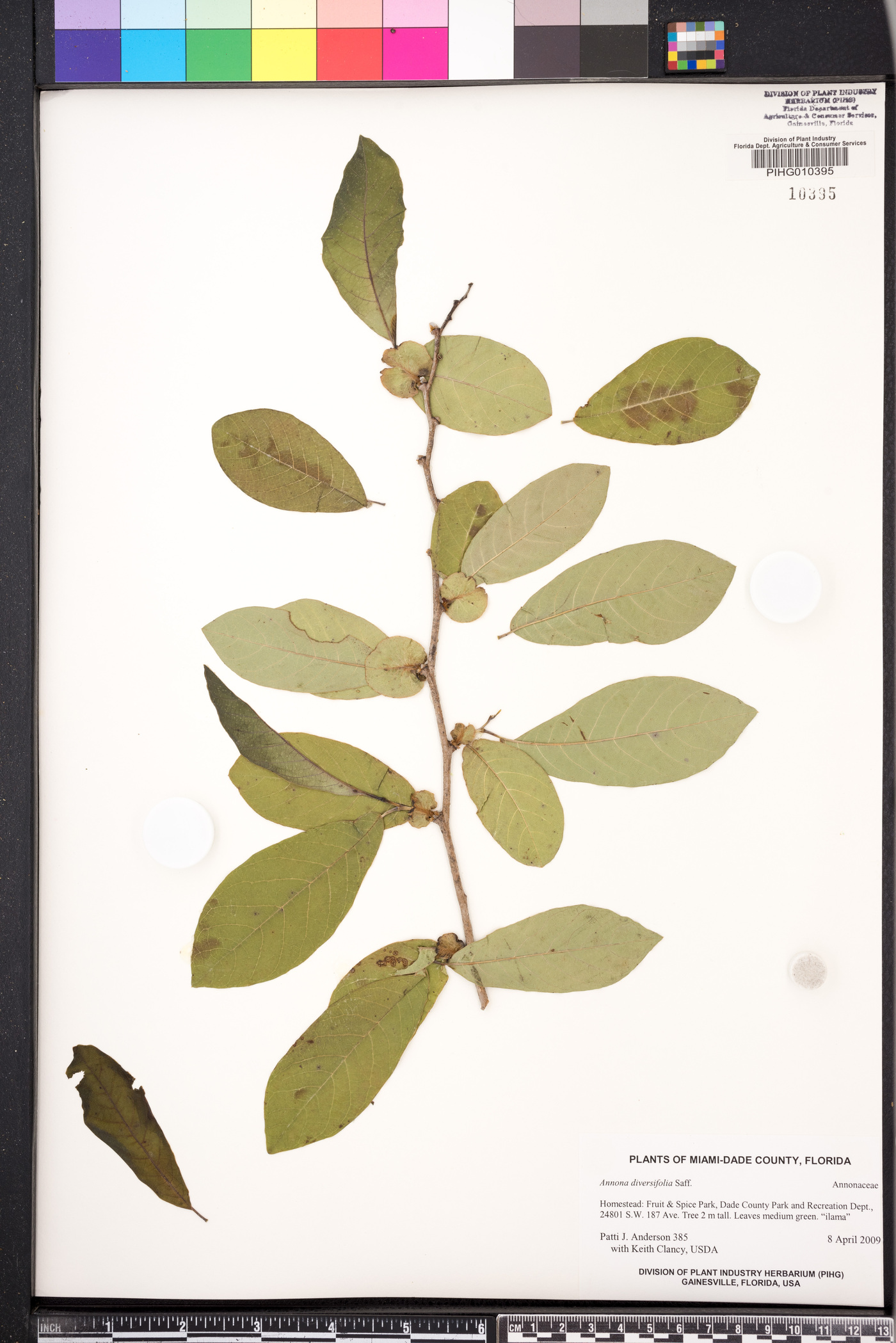Annona diversifolia image