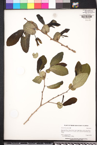 Image of Annona diversifolia