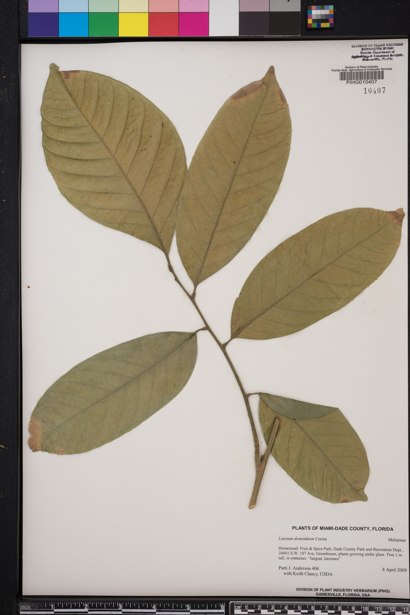 Lansium domesticum image