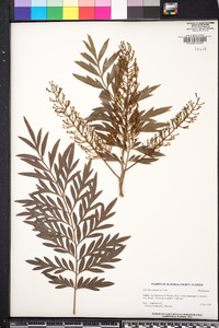 Grevillea robusta image