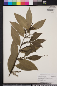 Cocculus laurifolius image