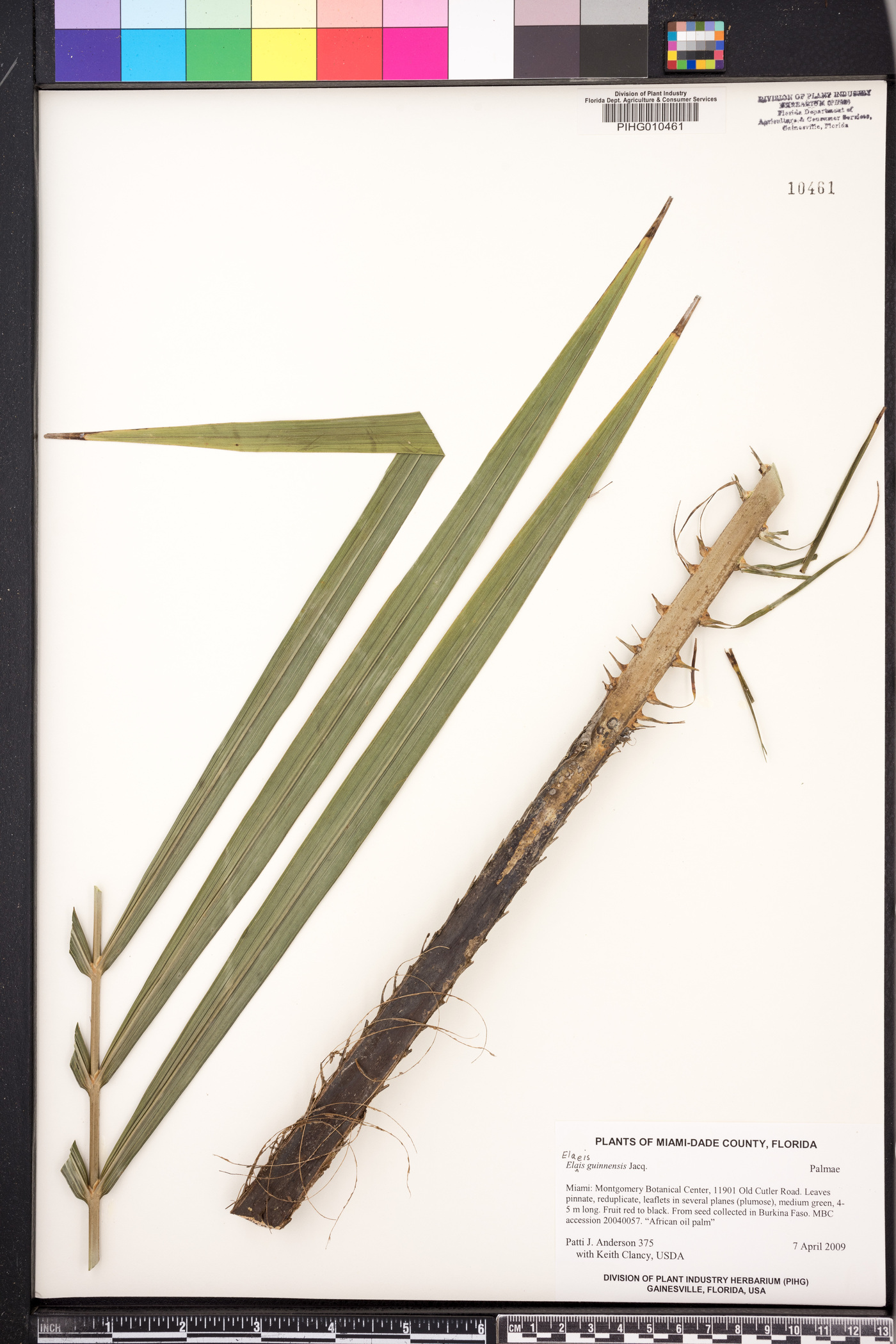 Elaeis guineensis image