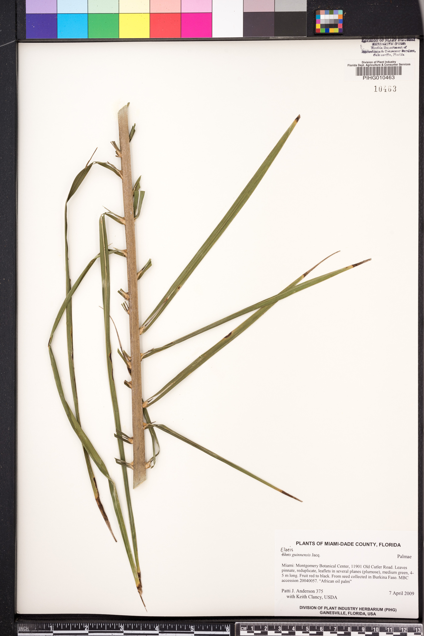 Elaeis guineensis image