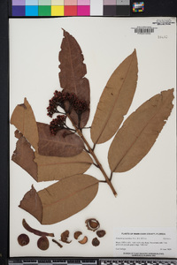Syzygium pycnanthum image