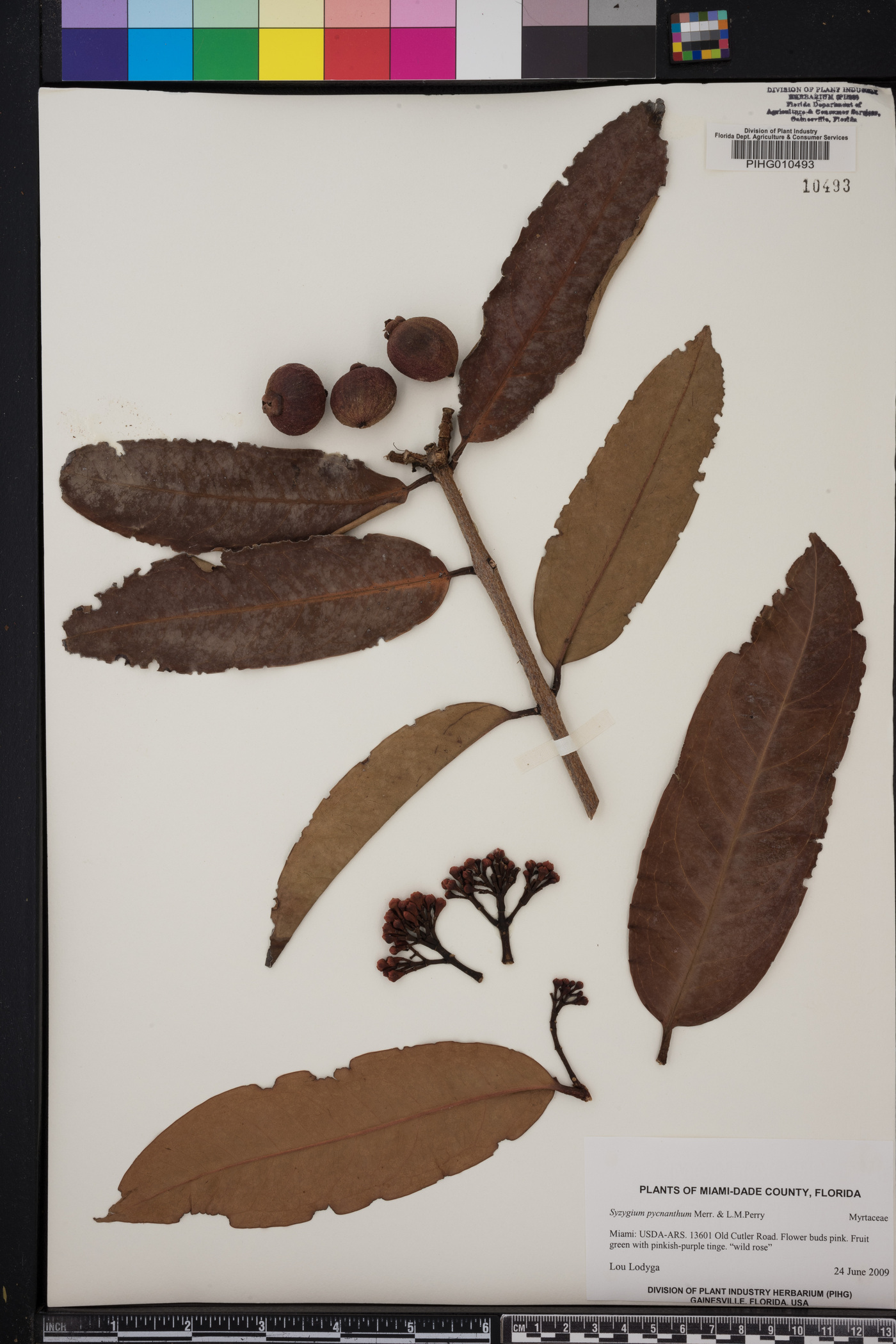 Syzygium pycnanthum image