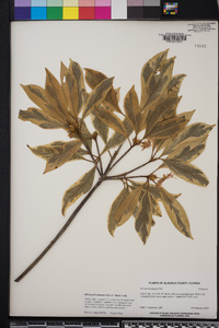 Illicium floridanum image