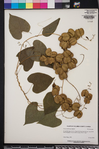 Dioscorea floridana image