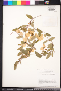 Dalechampia aristolochiifolia image