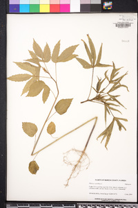 Hibiscus cannabinus image