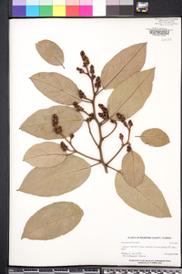 Eucalyptus peltata image