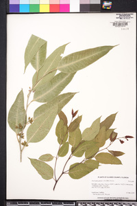 Eucalyptus grandis image