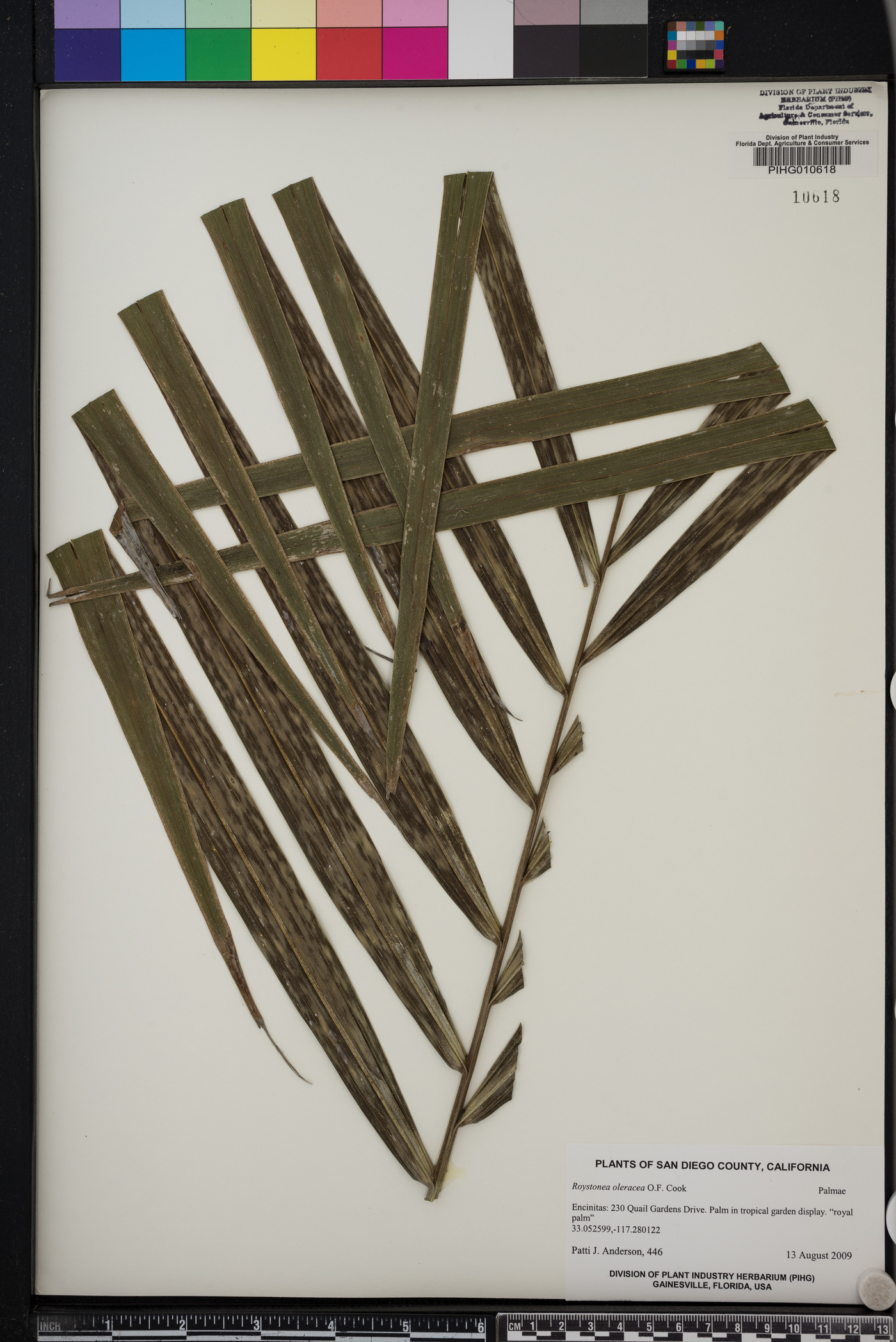 Roystonea oleracea image