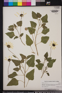 Helianthus debilis image