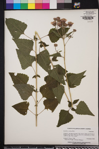 Brickellia cordifolia image