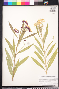 Asclepias curassavica image