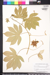 Passiflora serratodigitata image