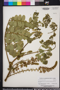 Caesalpinia bonduc image