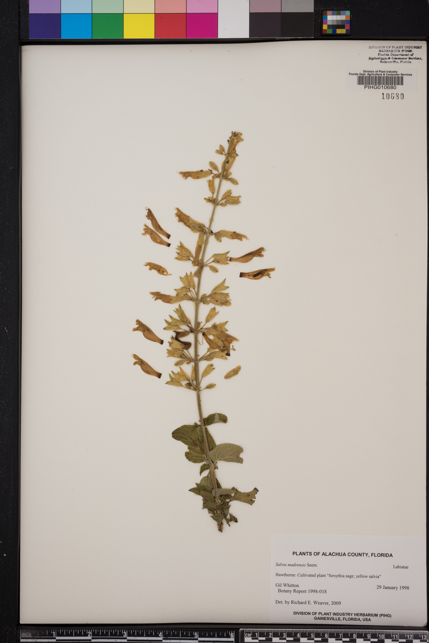 Salvia madrensis image