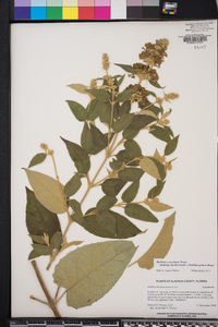 Buddleja madagascariensis image