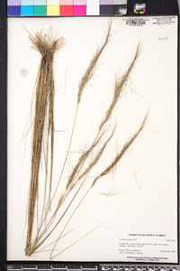 Aristida spiciformis image