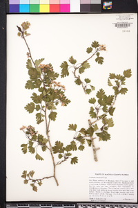 Crataegus marshallii image